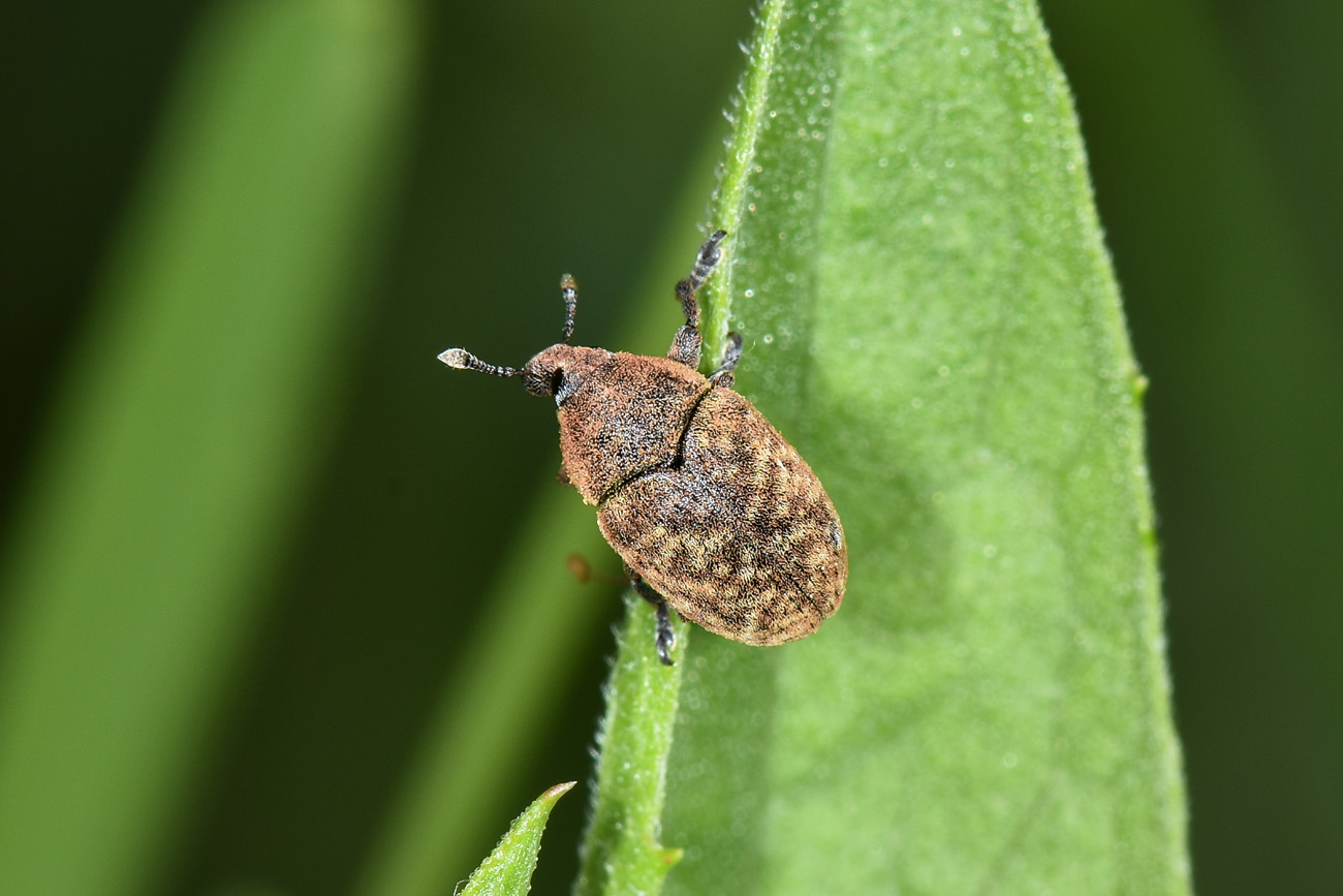 Curculionidae: Larinus (Larinomesius) obtusus